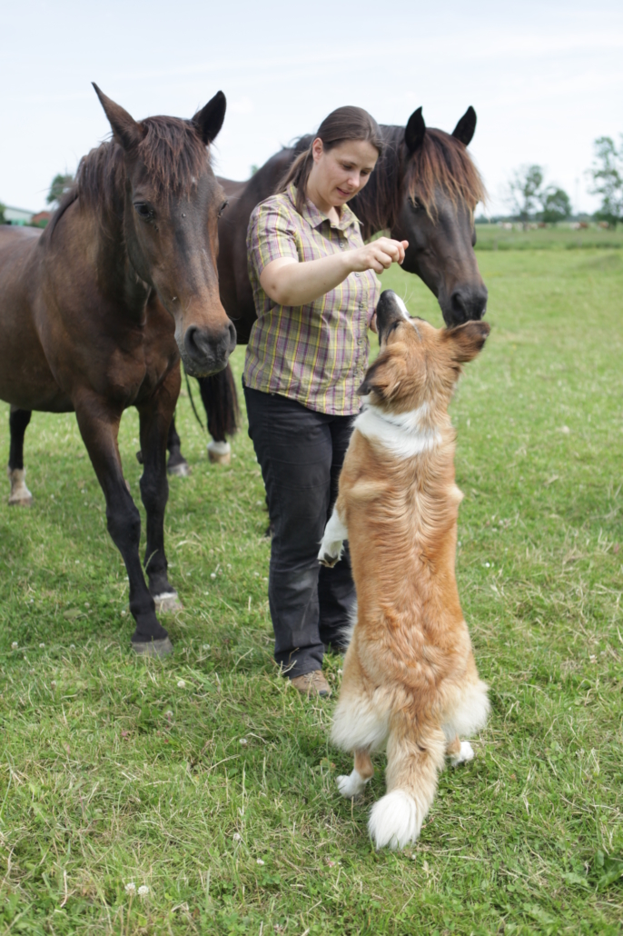 Bild-ich-PFerd-Amira-springend-686x1030